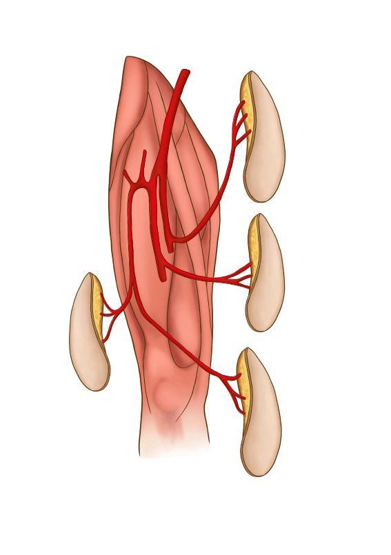 Ilustración — vascularización perforante
